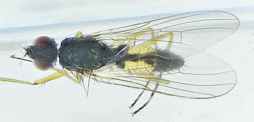 Réf. 299 490 : Coenosia testacea